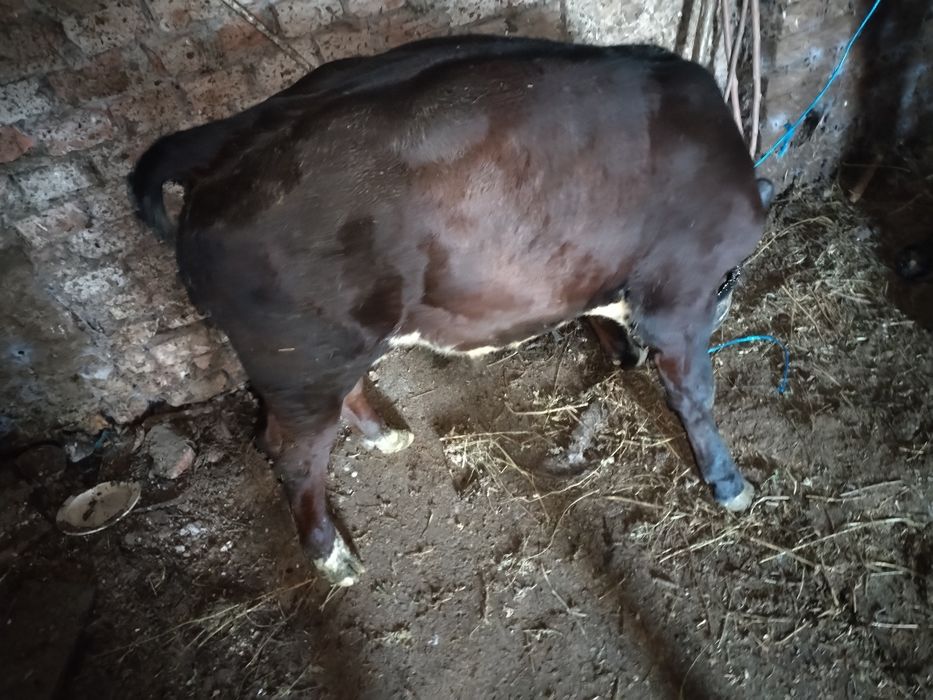 Vând.       vițel