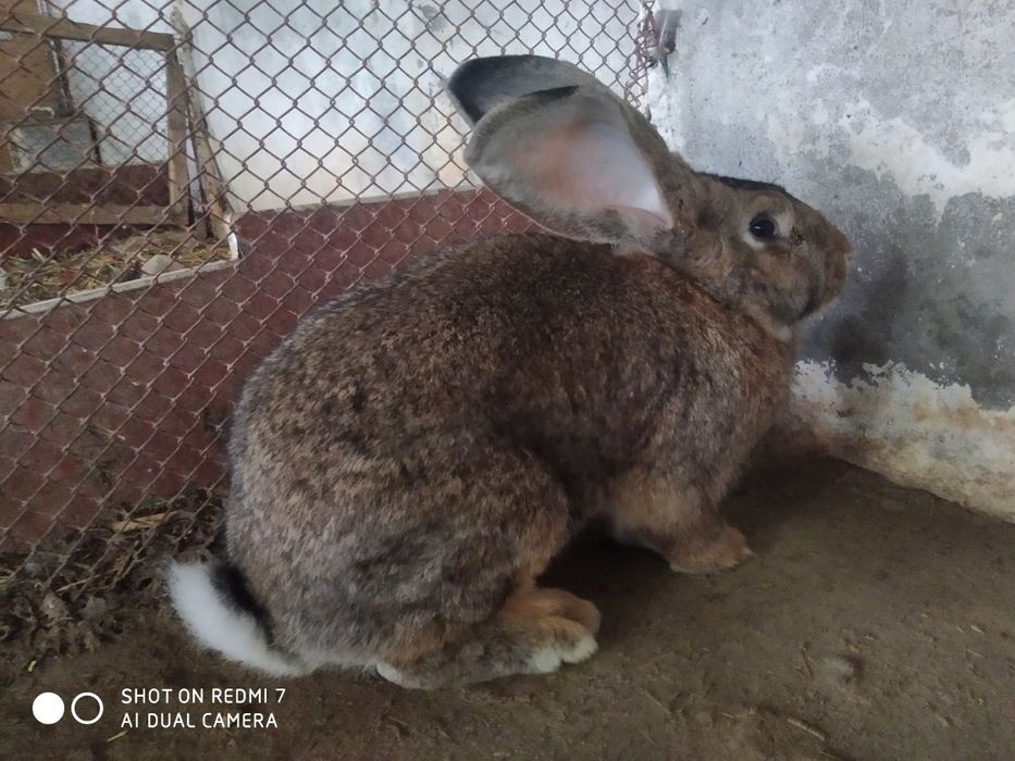 Фландр куйонлар сотилади