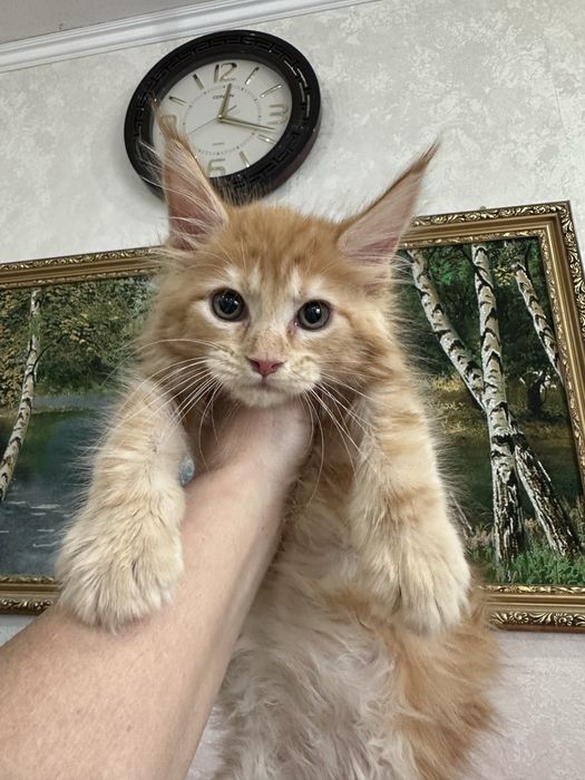 Красивые котята мейн кун