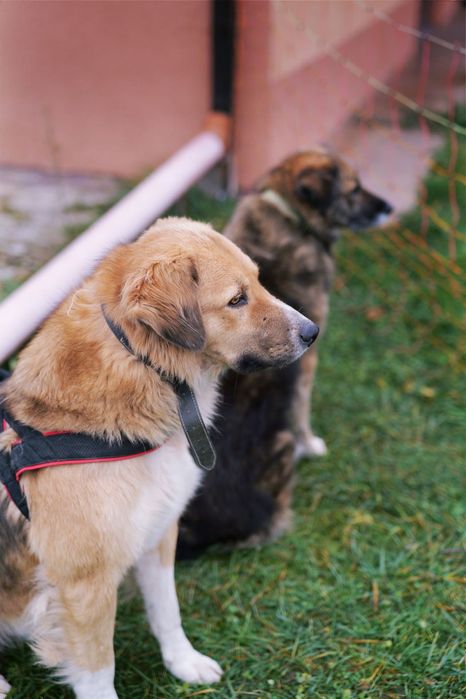 Căței frumoși caută oameni frumoși