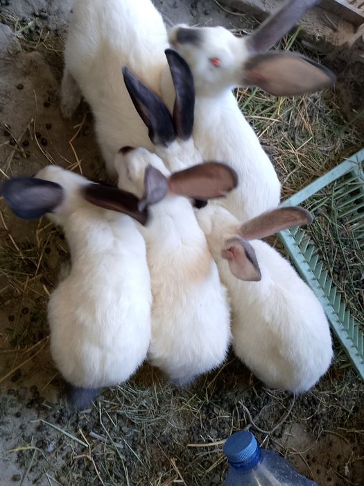 Kaliforniya quyon sotiladi