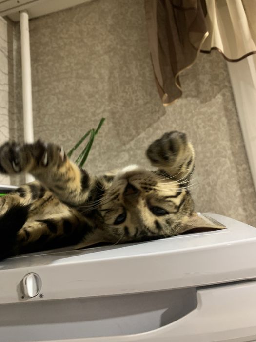 Продам «Бенгальскую» кошку