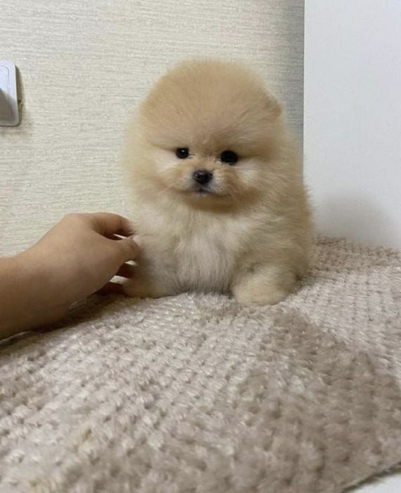 Vând pui de pomeranieni boo