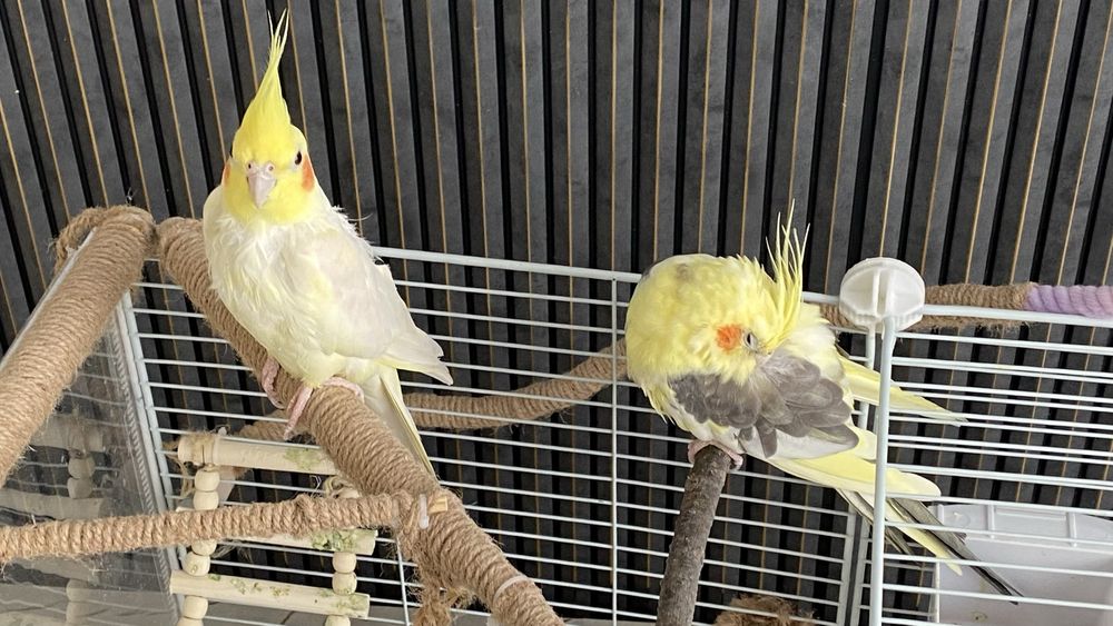 Продам попугаев с клеткой