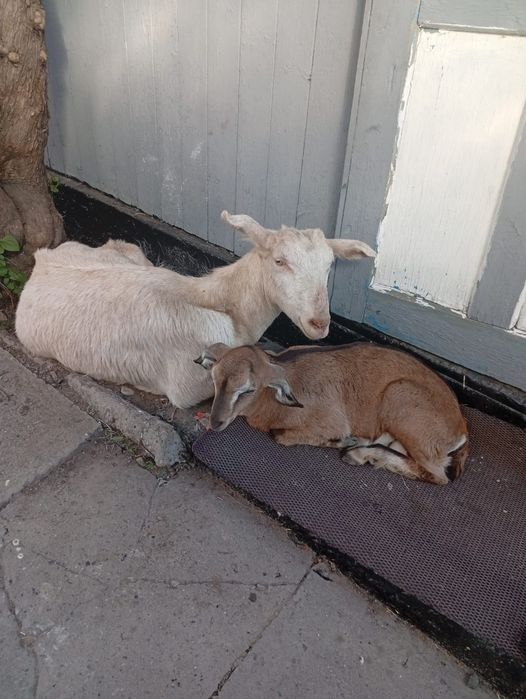 Продам Козу с козленком