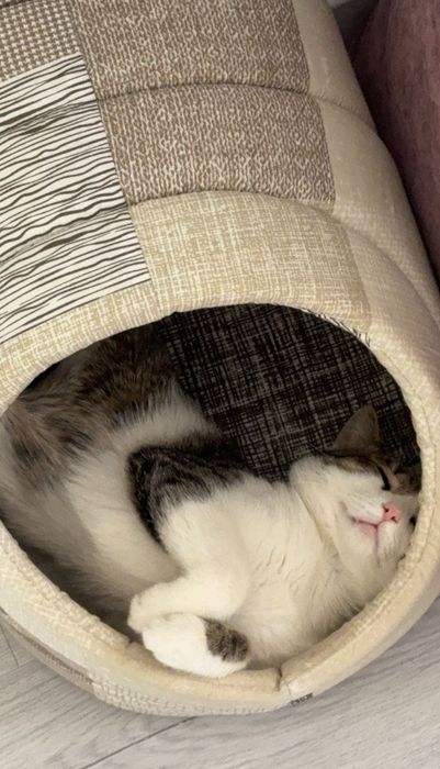 Кот трехцветный подросток