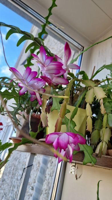 Декабристы.фиалки 500-800т.