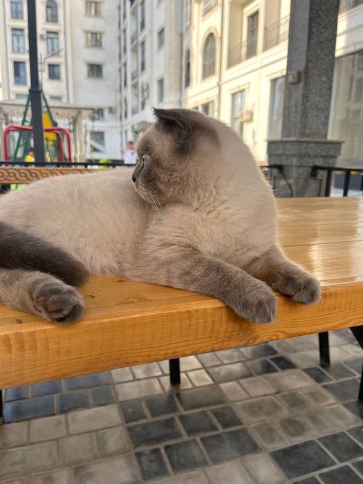 Rechirt Shahrisabz вязка