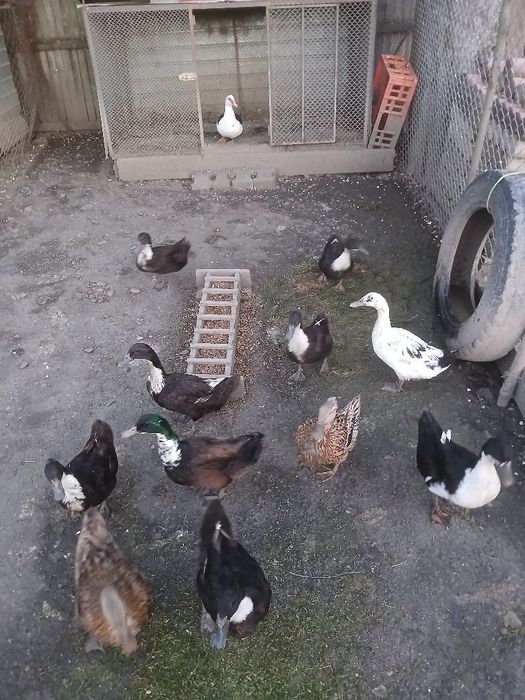 Rațe românești de vânzare