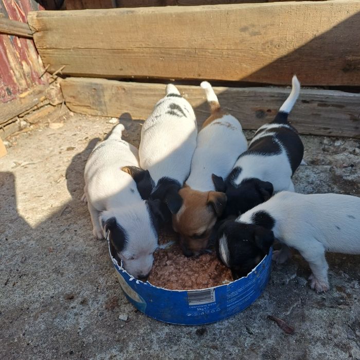 Catei jack russel