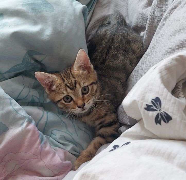 Котенок (девочка) шотладская