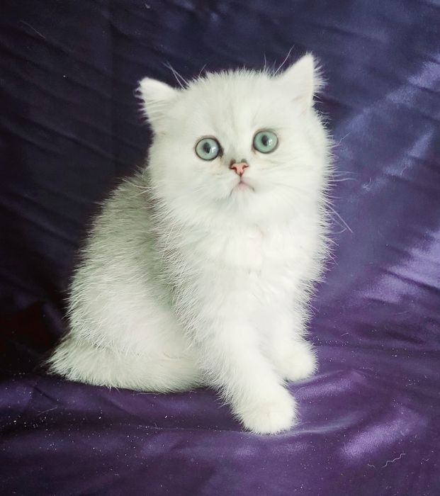 Британские котята