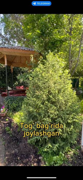 Чорбог дача Сотилади ва кунлик ижарага берилади 800000