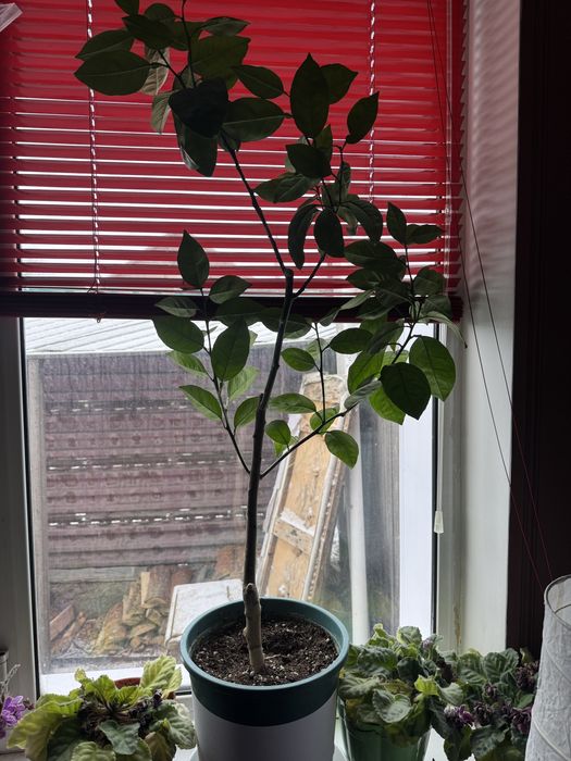 Апельсины Лимоны Лайм