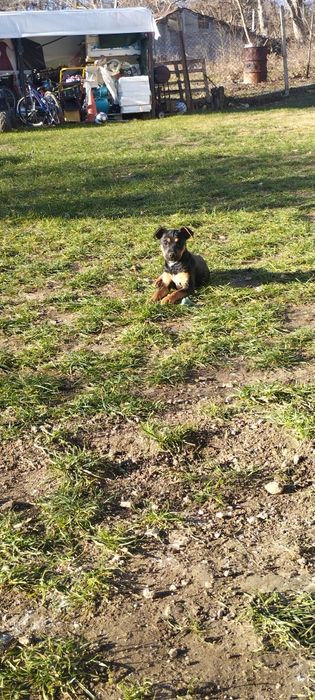 Подарявам кученца