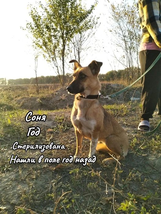 Собачки ищут дом!