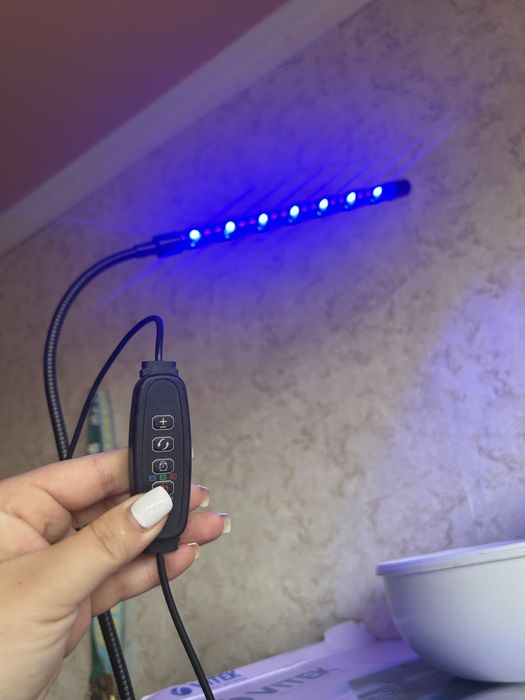 Красноухие черепахи