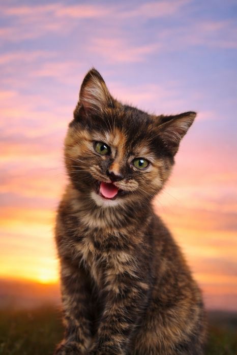 Котята (малые - милые) 1 месяц