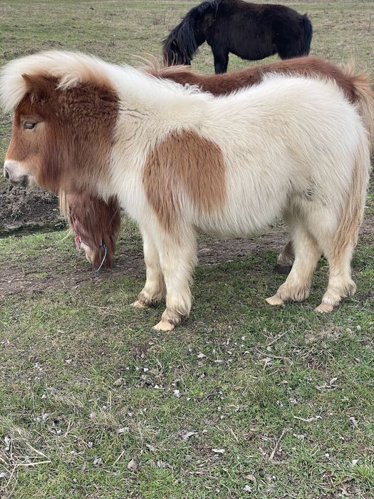 Vand armasar de ponei