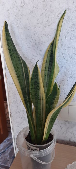 Продам сансеверию и бегонию
