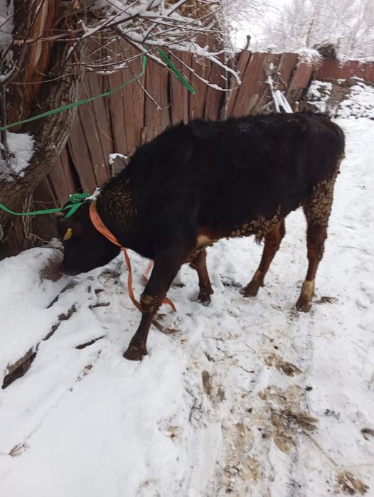 Продам бычка село Кайназар