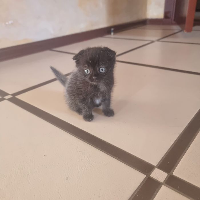 Продам котенка. Британец. Мальчик
