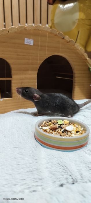 Крыса малыш,крысы,крыски