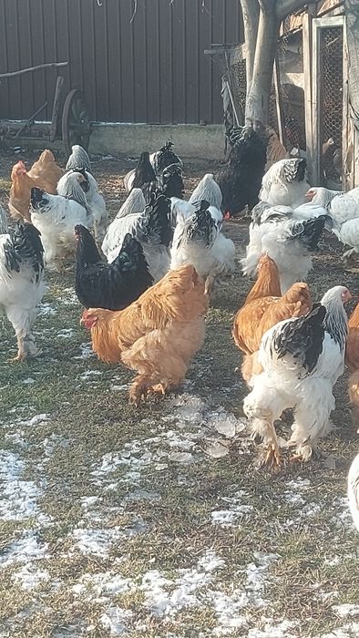 Cocoși de  vânzare Brahma herminat deschis Brahma  albastru  și  Brahm