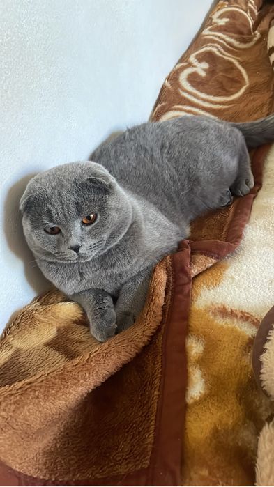 Pisoiași Scottish Fold