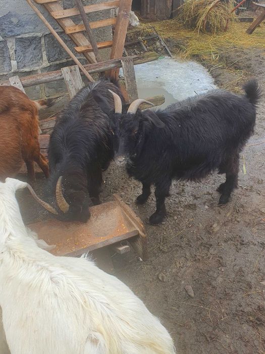 Vind 4 capre de rasa