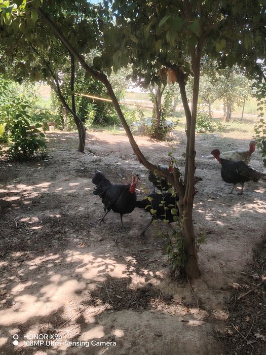 Erkak indyuklar sotiladi