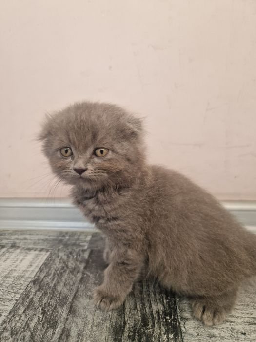 Шотландска клепоуха, британска късокосместа