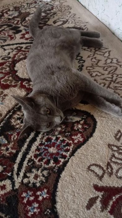 Кошка британский