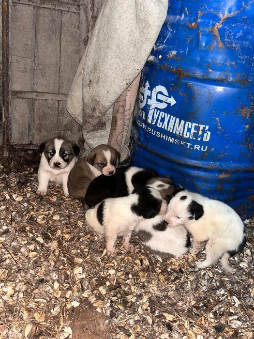 Алабай ұрғашы күшіктер сатылады