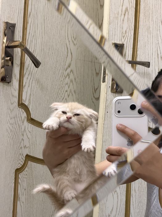 Scottish fold stryat