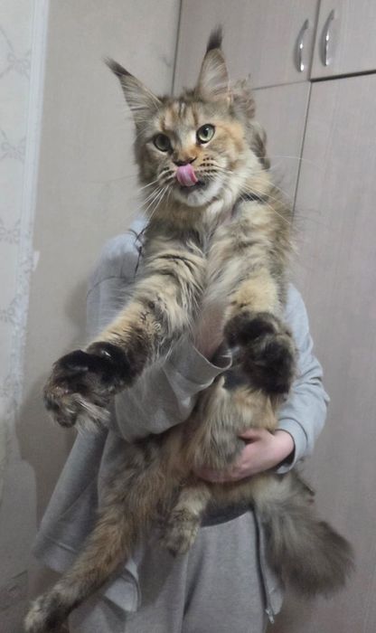 Кошка породы Мейн кун