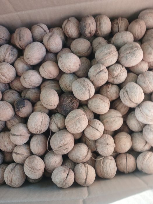 Продам орех грецкий