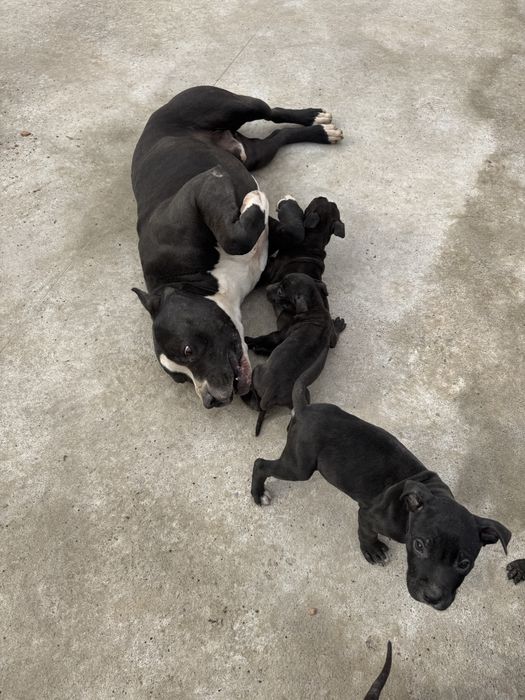 Щенки питбультерьер