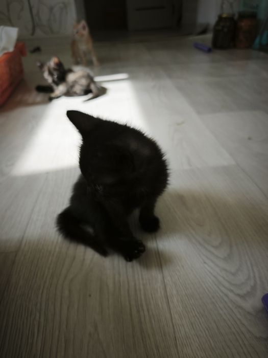 Отдам котят в добрые руки