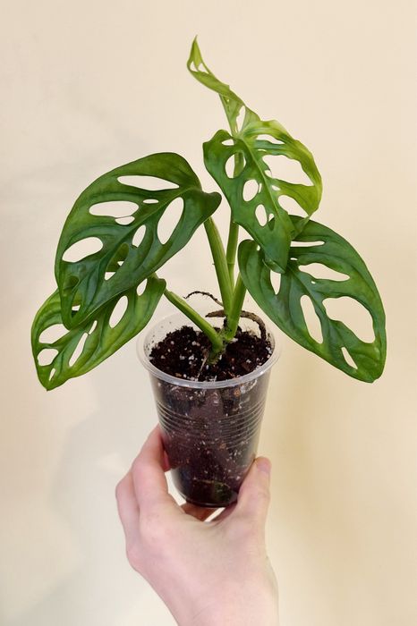 Монстера делициоза, рафидофора тетрасперма