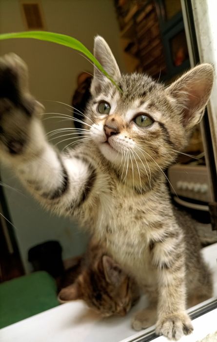 Котёнок мальчик продам.