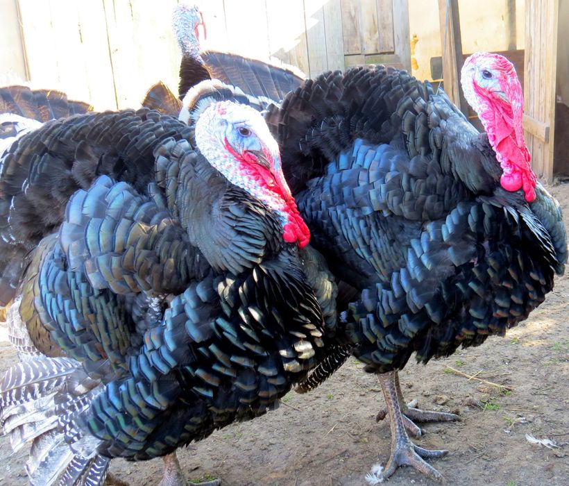 Индейка бронза  .индюшата