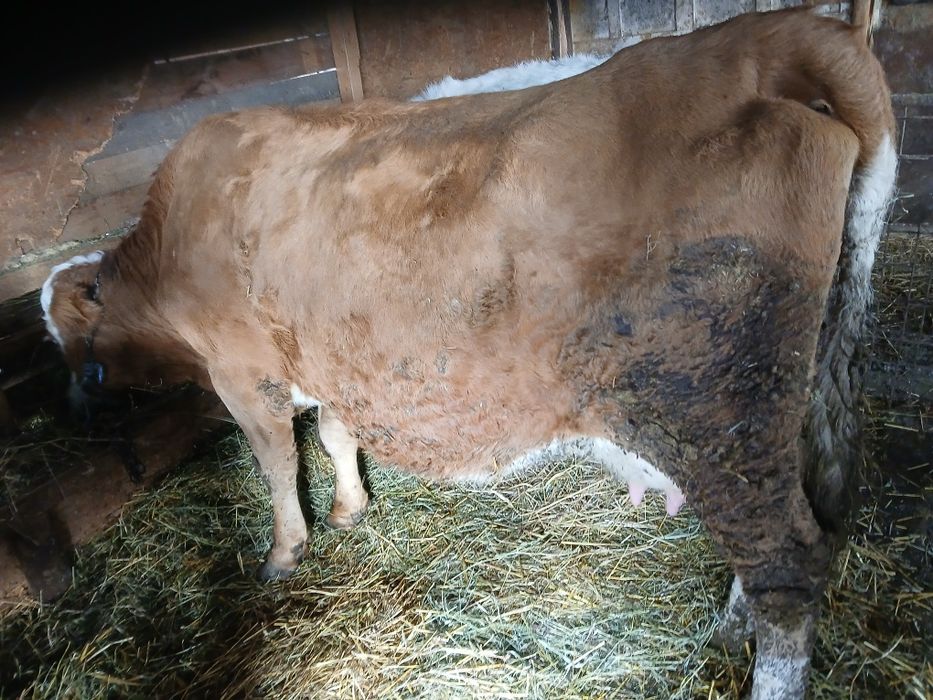 Vaca cu lapte de vanzare