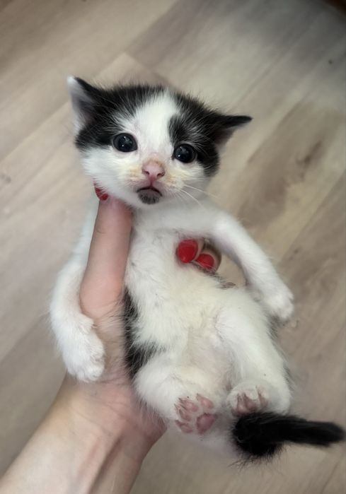 Отдам котенка(мальчик)