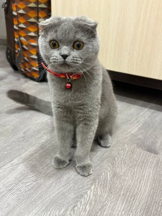Scottish Fold mushugi sotiladi