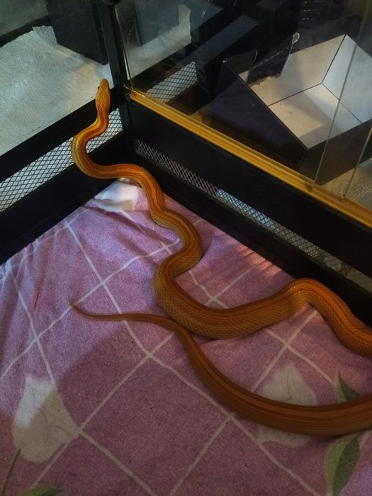 Маисовый полоз змея