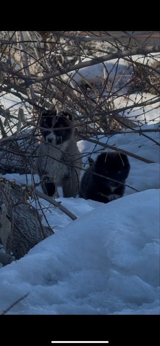 Ищут дом,находятся в опастности