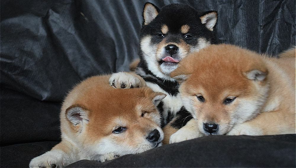 японские сибушки