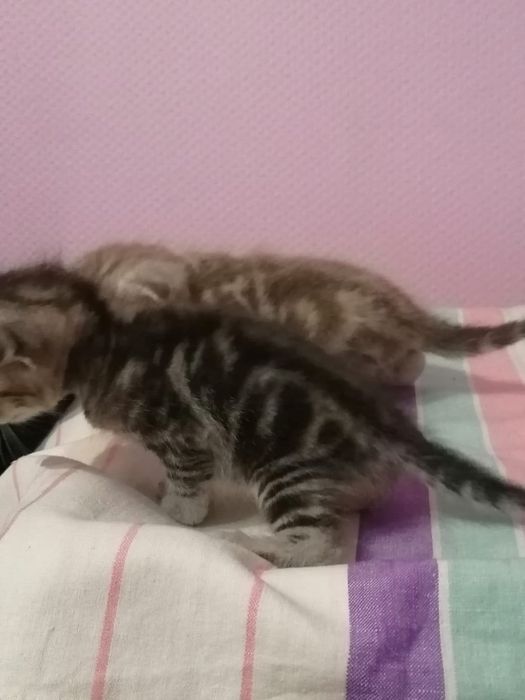 Котята шотландские