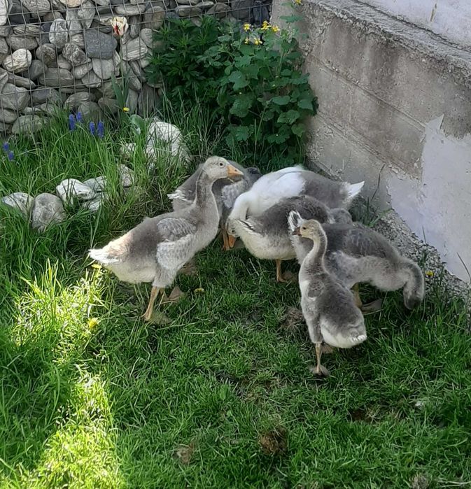 Boboci gasca de vanzare